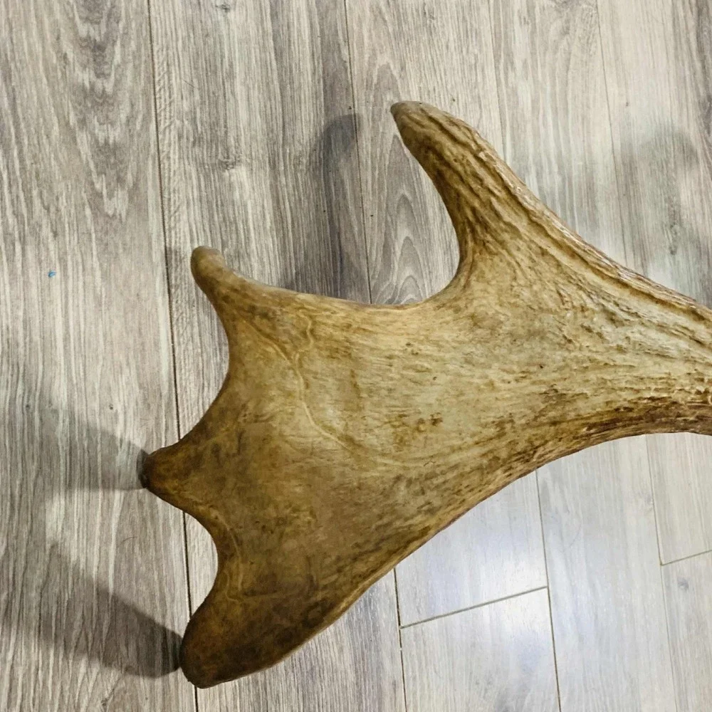 Naturally Shed Wild Moose Antler (Horn, Knife, Carving, Chew, Taxidermy) Full - Picture 8 of 15
